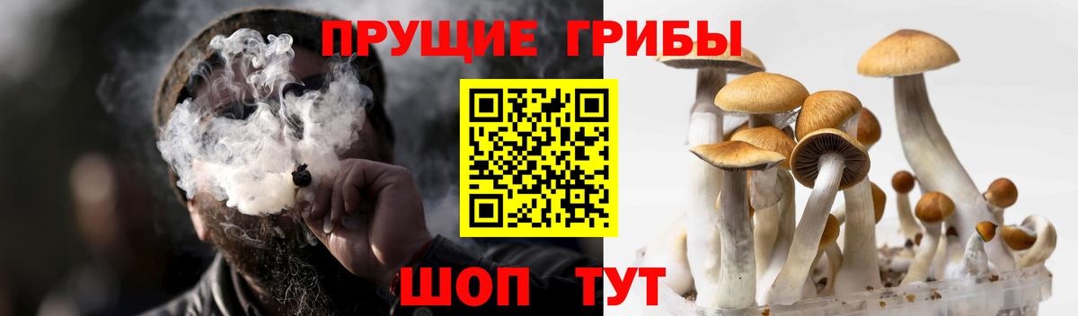 Химки  Галлюциногенные грибы MAGIC MUSHROOMS  Вход с VPN  Псилоцибиновые грибы GOLDEN TEACHER 